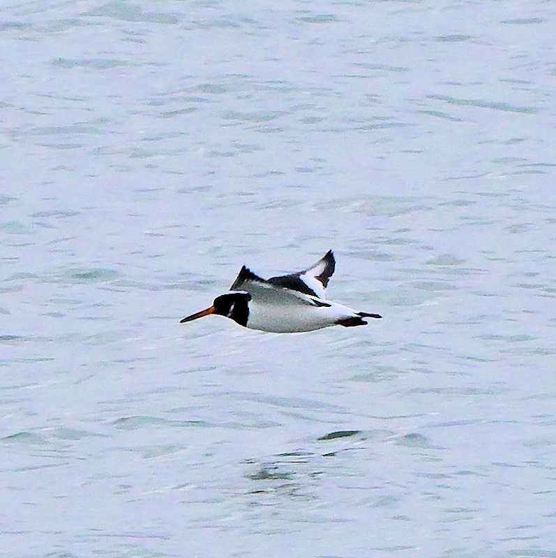 Eurasian Oystercatcher - ML646754189