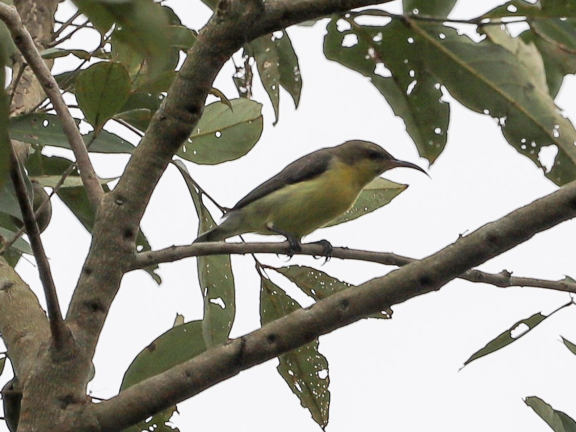 Purple Sunbird - ML646754191