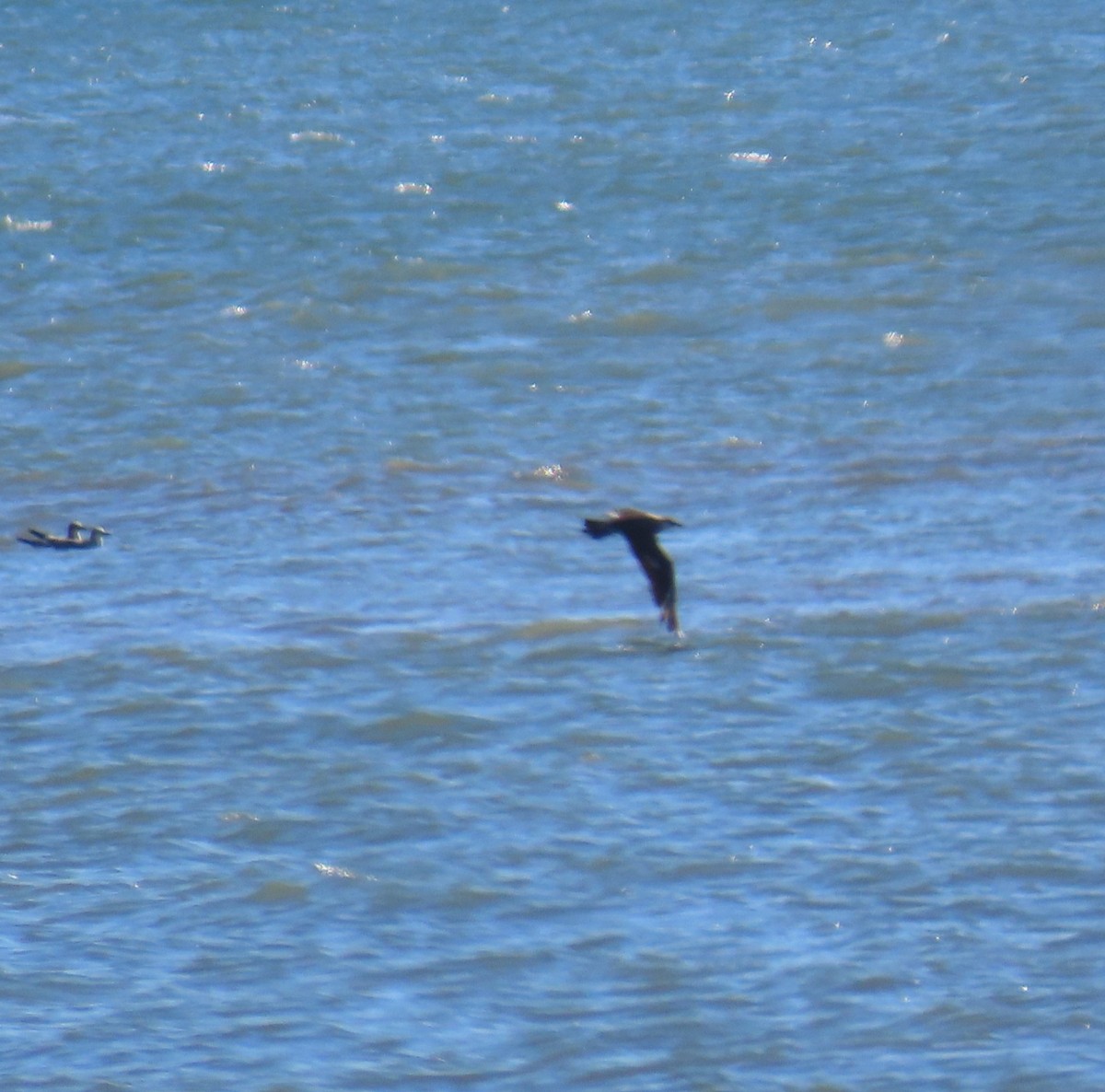 Parasitic Jaeger - ML646754192