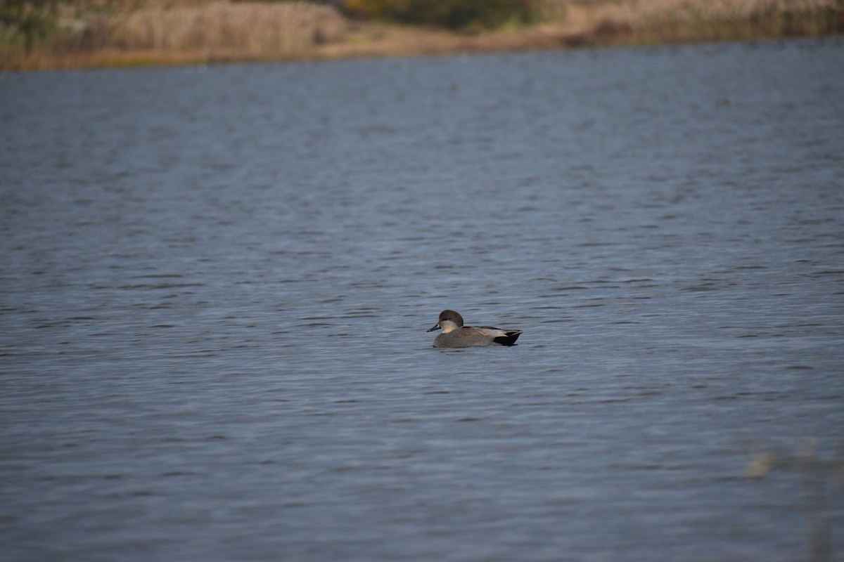 Boz Ördek - ML646754193