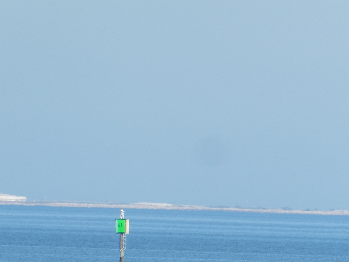 Red-footed Booby - ML646754194