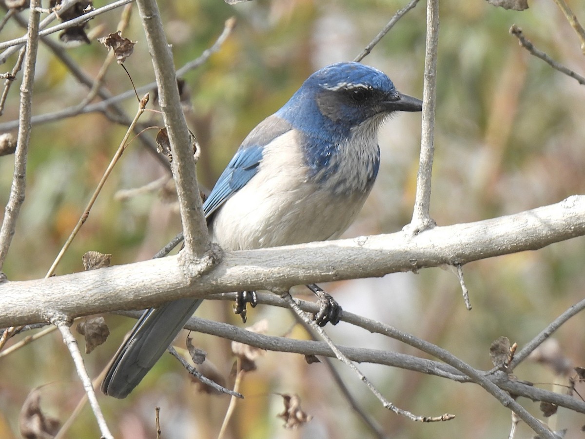 California Scrub-Jay - ML646754195