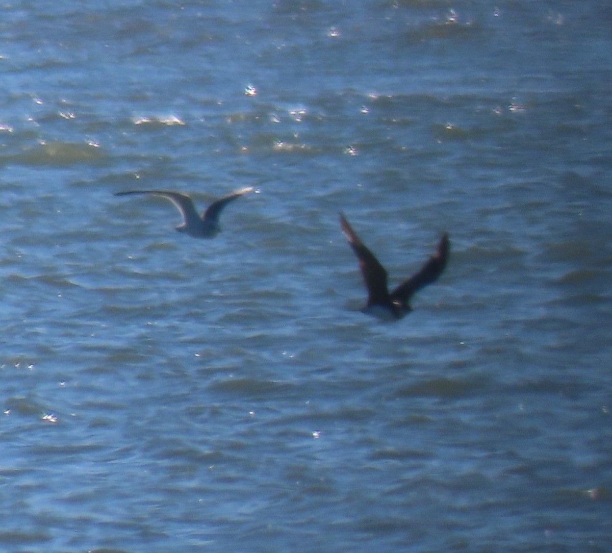 Parasitic Jaeger - ML646754196