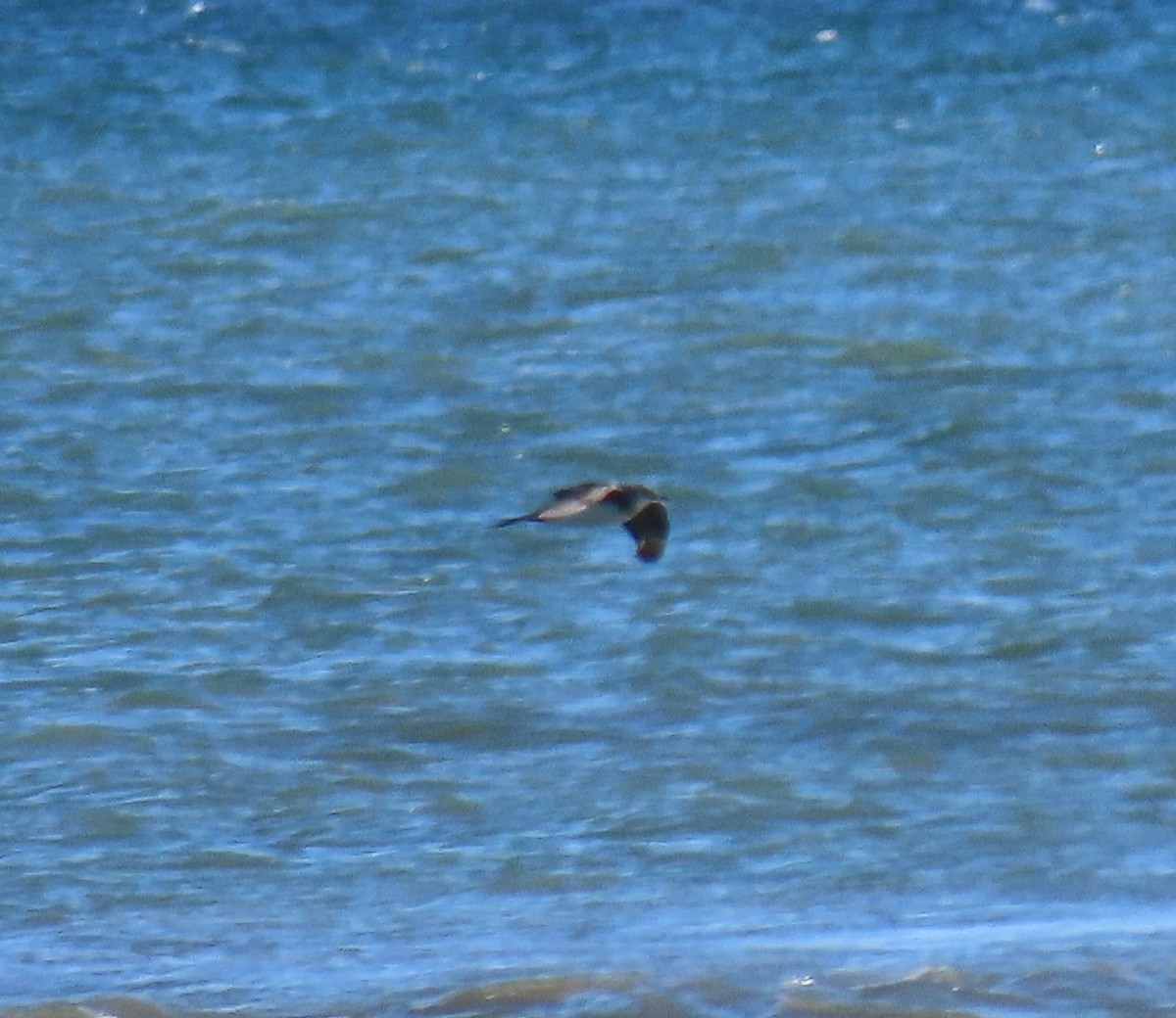 Parasitic Jaeger - ML646754197