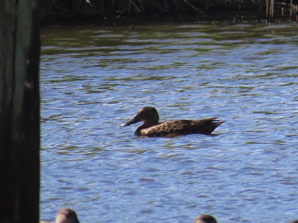 Australasian Shoveler - ML646754198