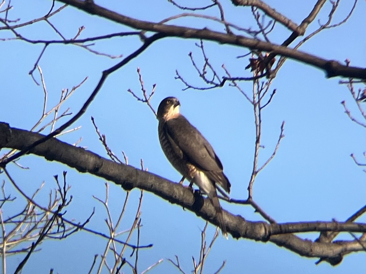 Яструб чорноголовий - ML646754199