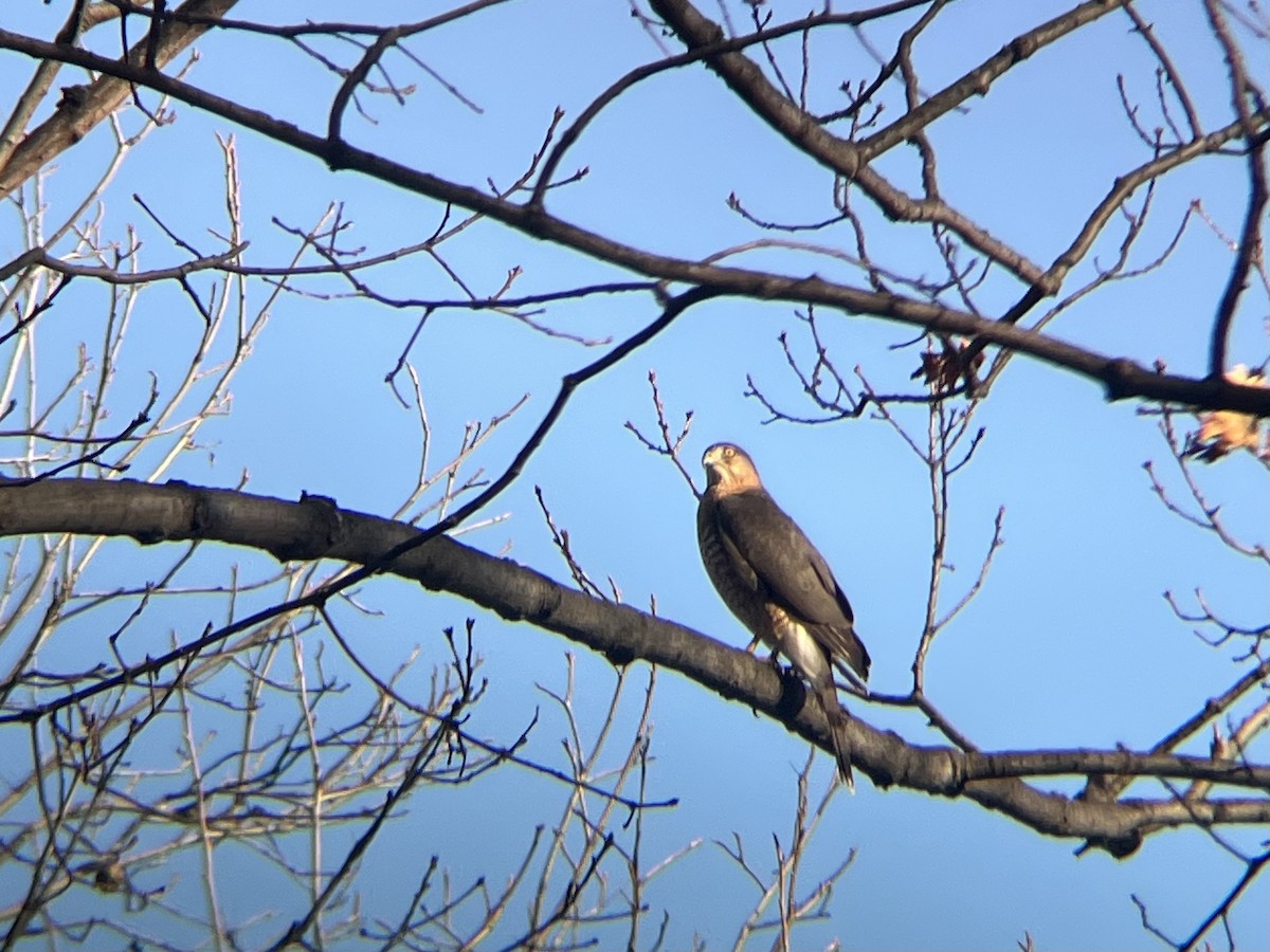 Яструб чорноголовий - ML646754200