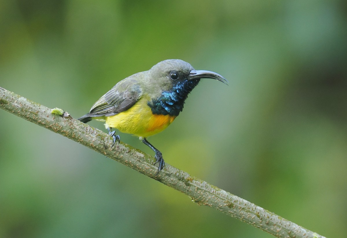 Маріка сумбейська - ML646754202