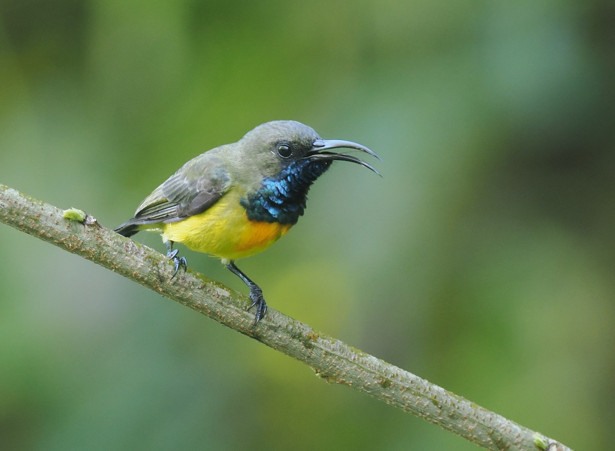 Маріка сумбейська - ML646754203