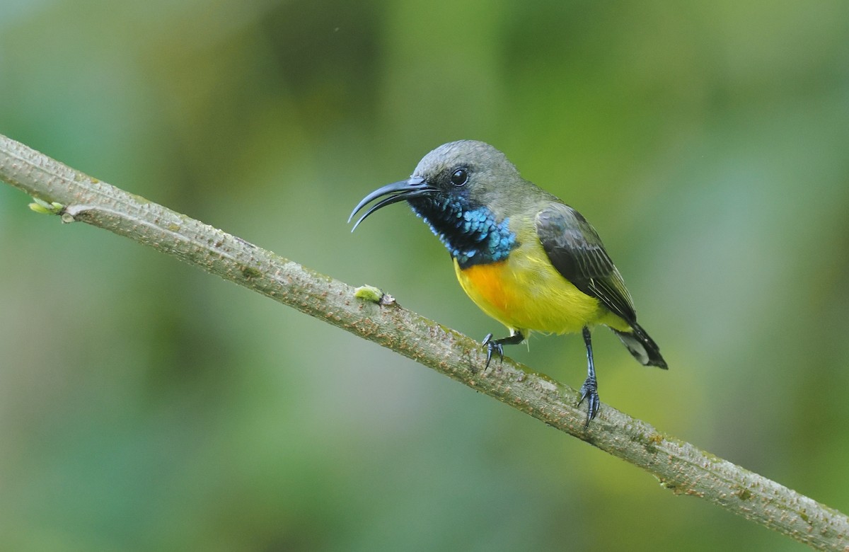 Маріка сумбейська - ML646754204