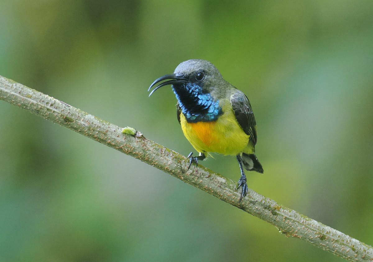 Маріка сумбейська - ML646754205