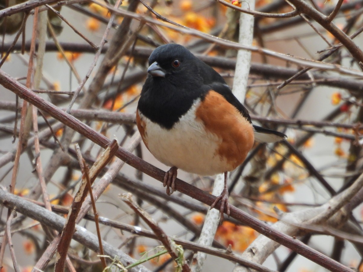 Eastern Towhee - ML646754211