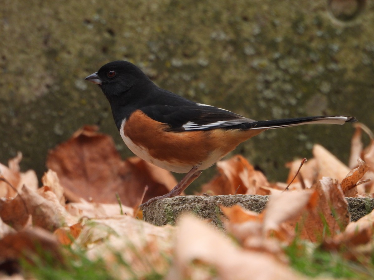 Eastern Towhee - ML646754212