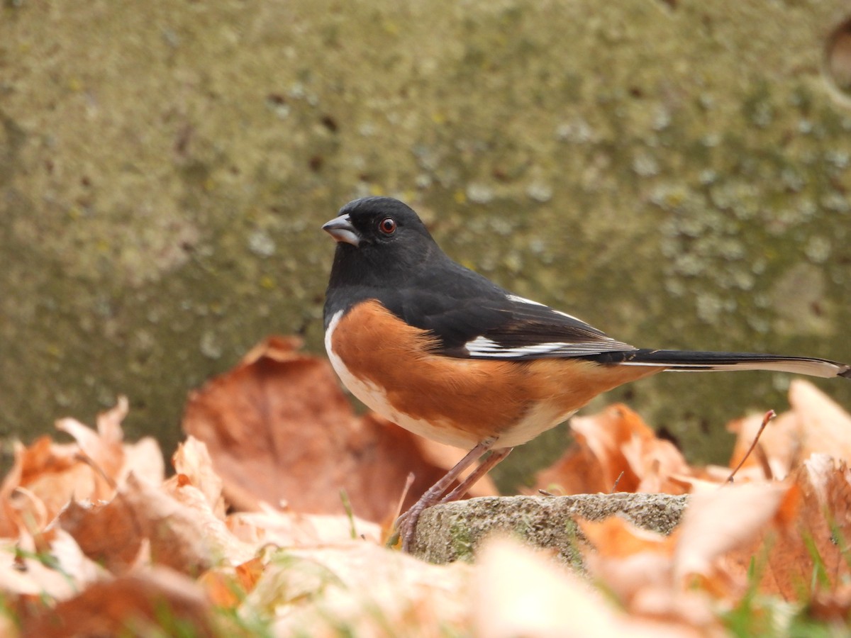 Eastern Towhee - ML646754213