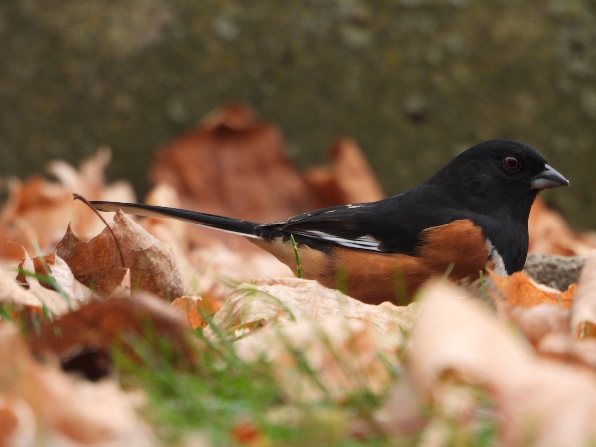 Eastern Towhee - ML646754214