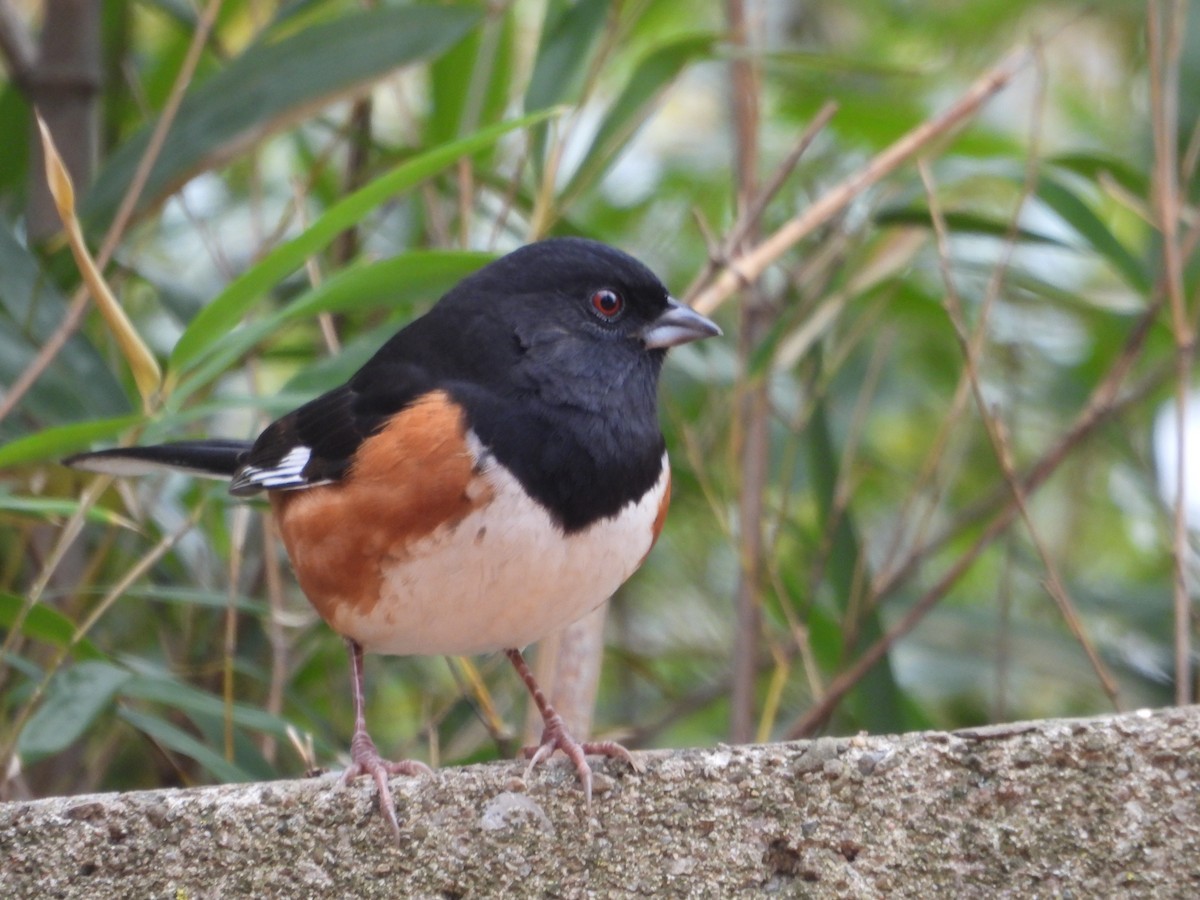 Eastern Towhee - ML646754215