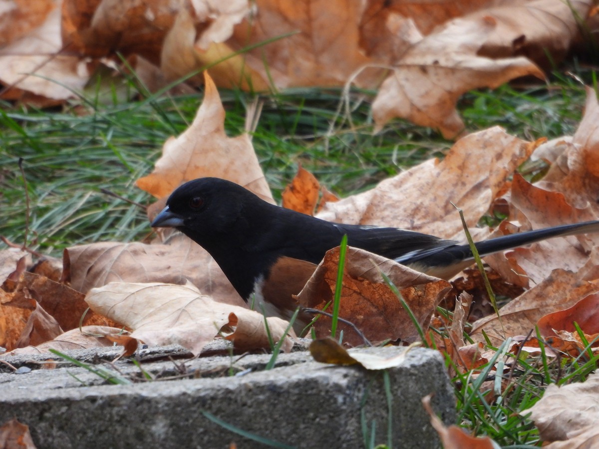 Eastern Towhee - ML646754216
