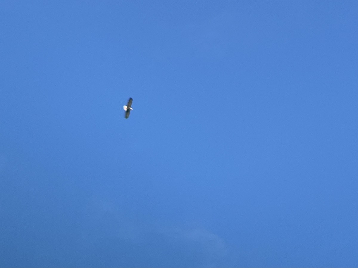 Орлан білоголовий - ML646754217