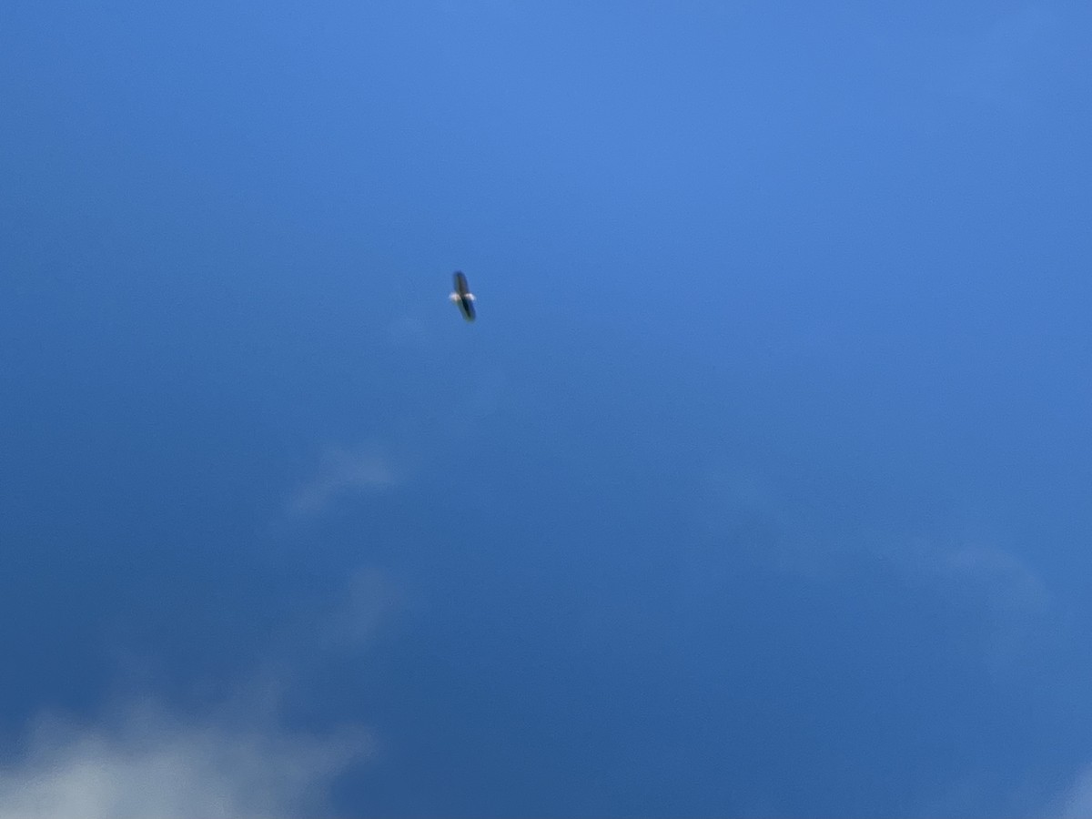 Орлан білоголовий - ML646754218