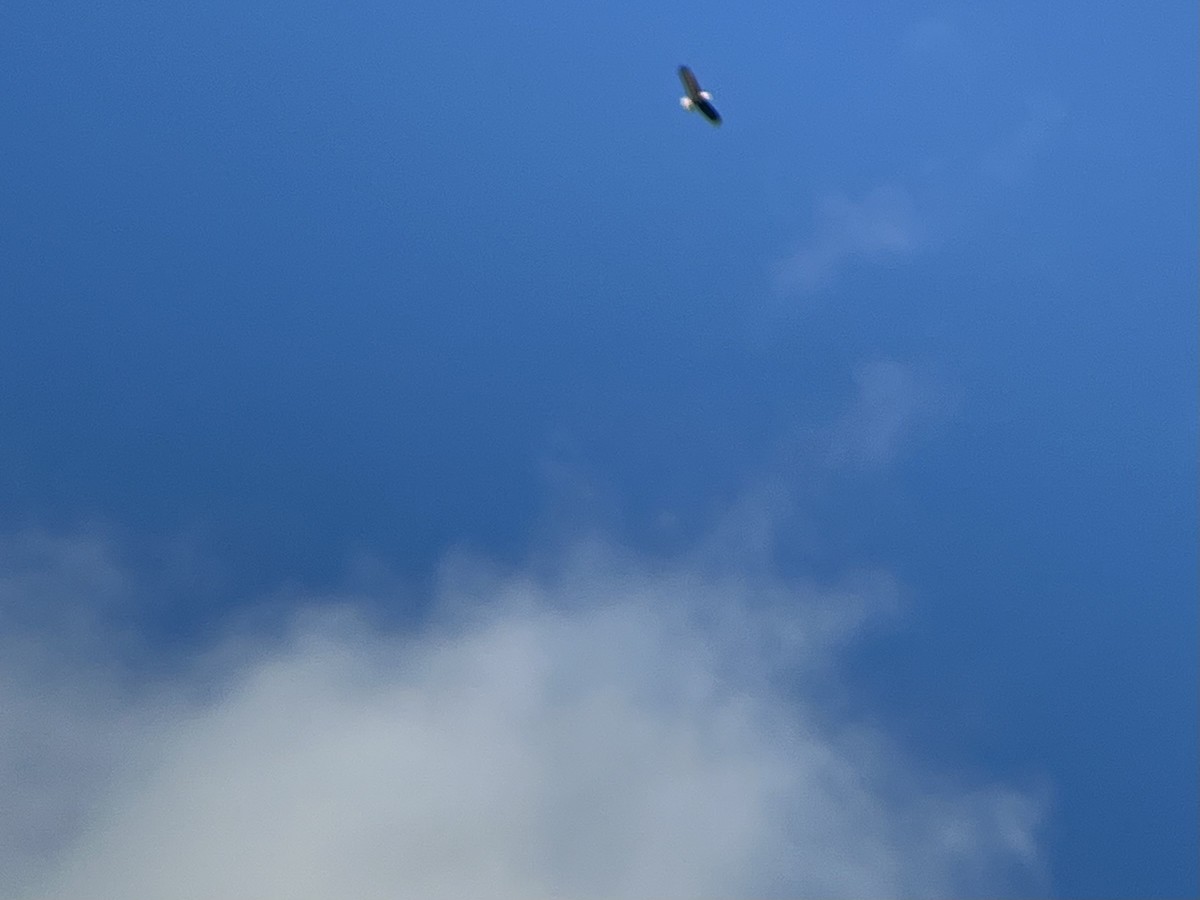 Орлан білоголовий - ML646754219