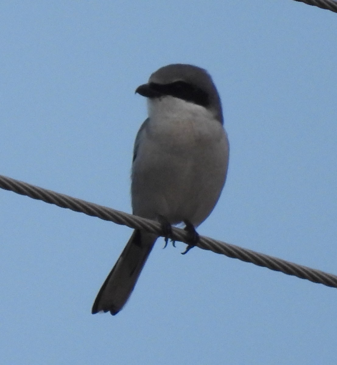 Alcaudón Americano - ML646754220