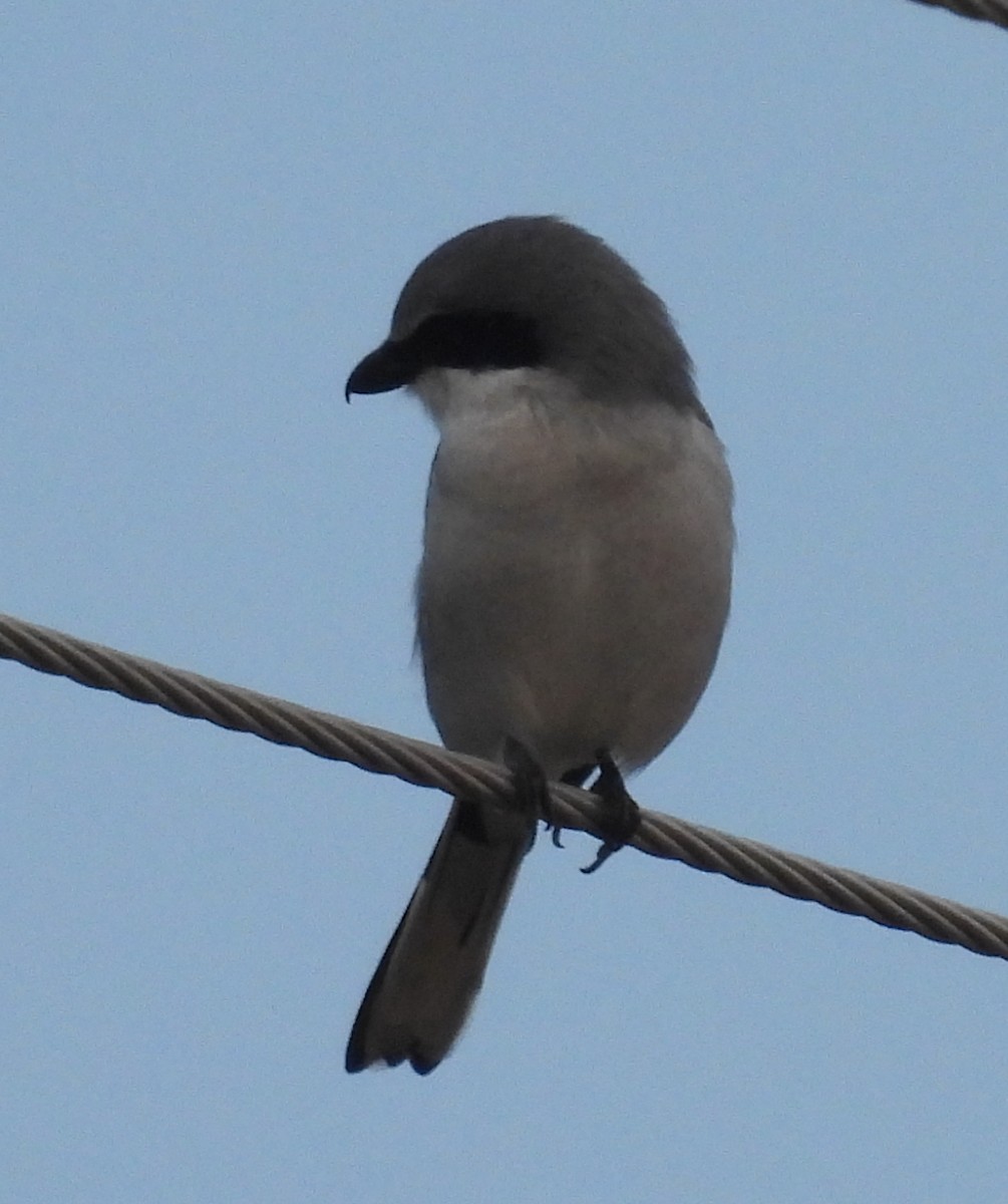 Alcaudón Americano - ML646754221