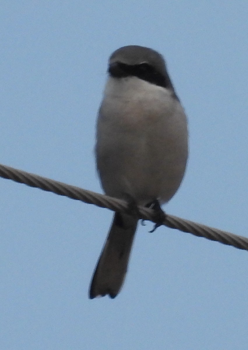 Alcaudón Americano - ML646754222