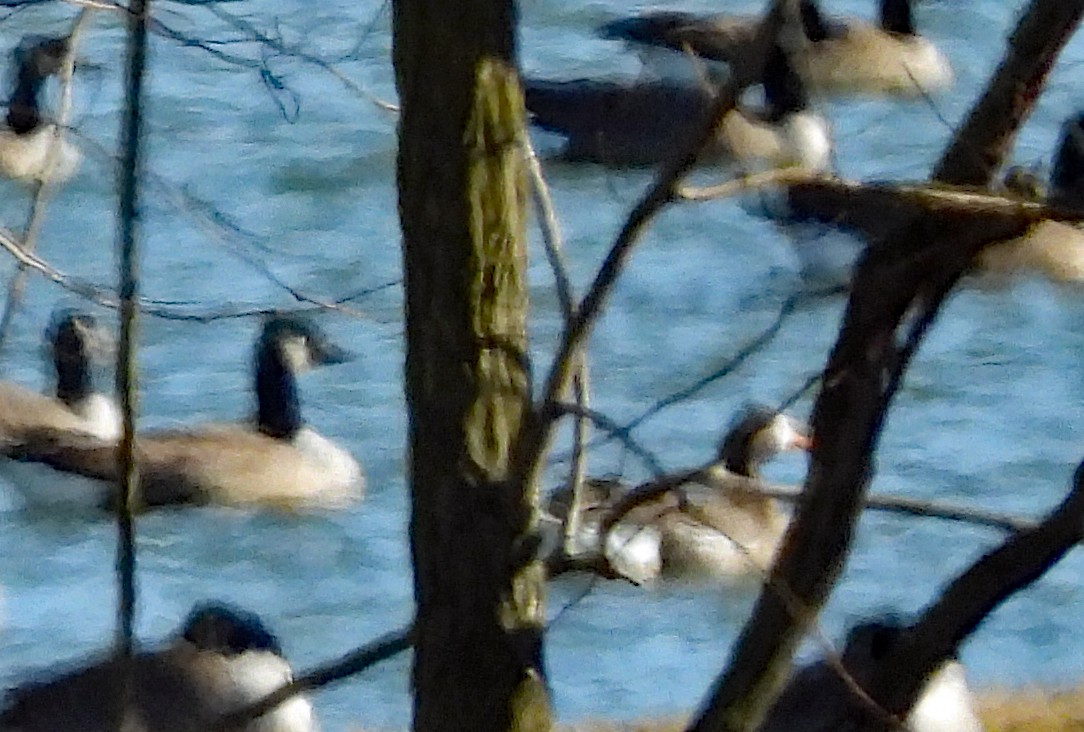 Greater White-fronted Goose - ML646754223