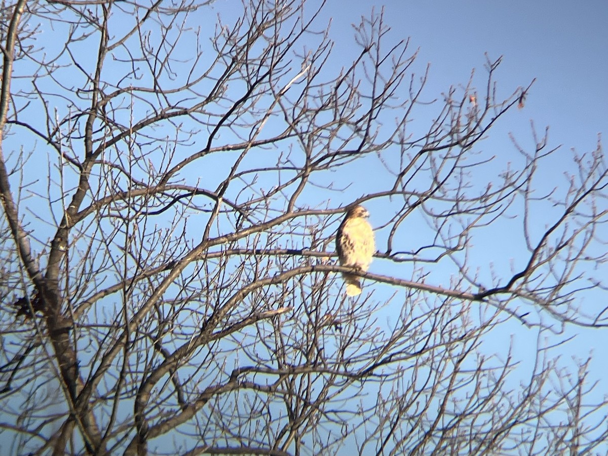 Канюк неоарктичний - ML646754225