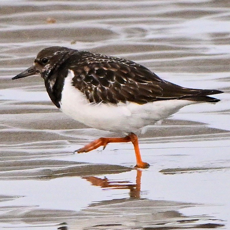 Ruddy Turnstone - ML646754227