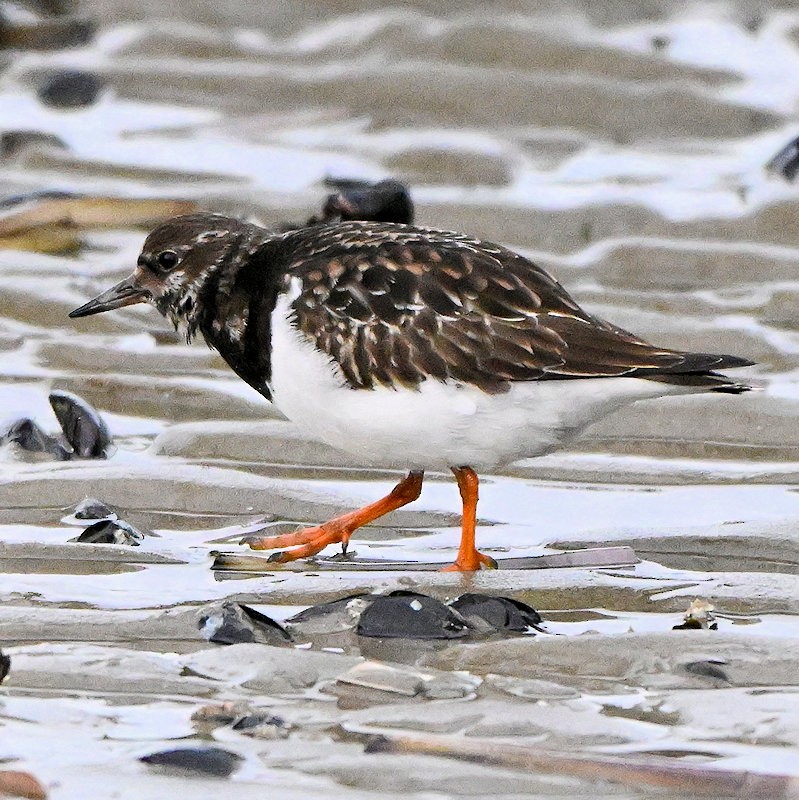 Ruddy Turnstone - ML646754228