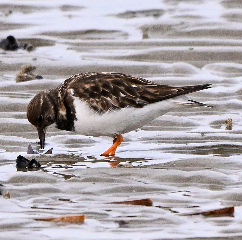 Ruddy Turnstone - ML646754229