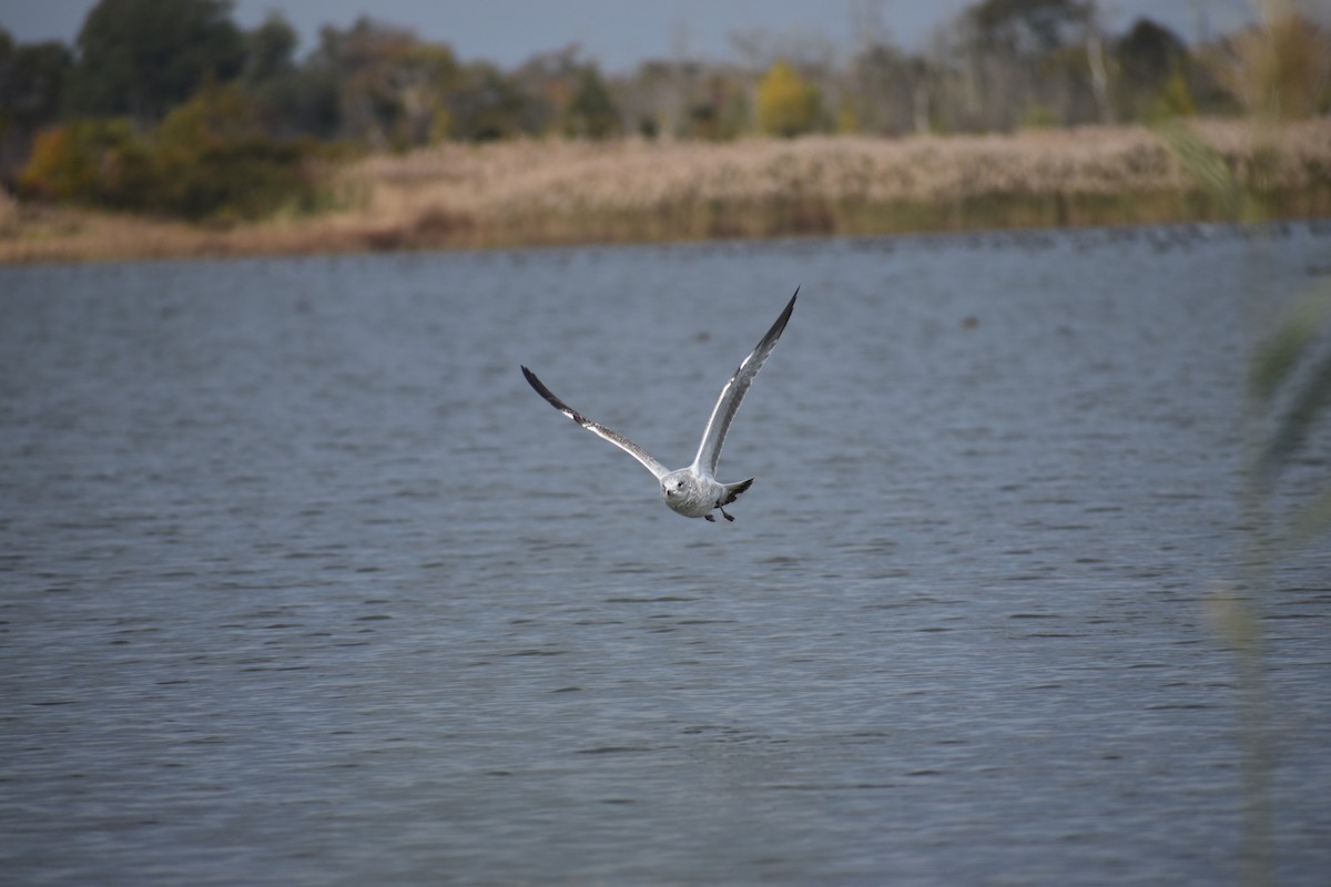 Delawareko kaioa - ML646754231