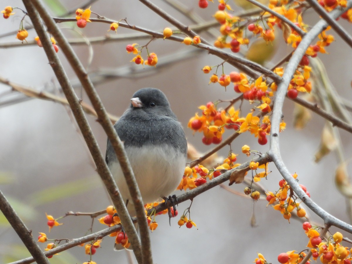 Dark-eyed Junco - ML646754232