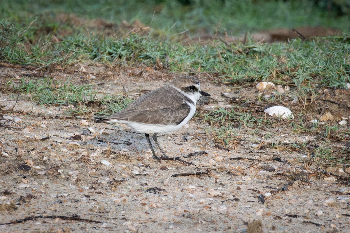 Pluvier à collier interrompu - ML646754233