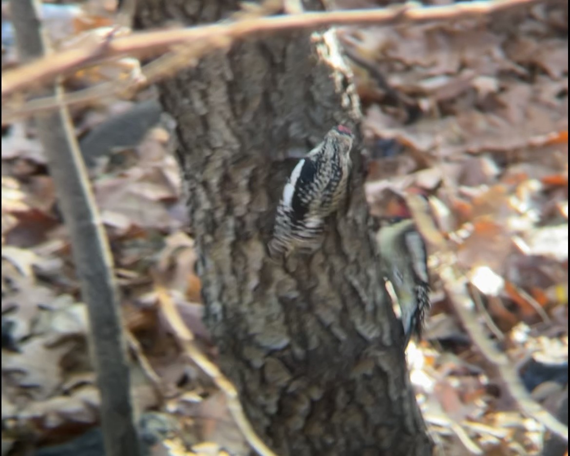 Дятел-смоктун жовточеревий - ML646754234