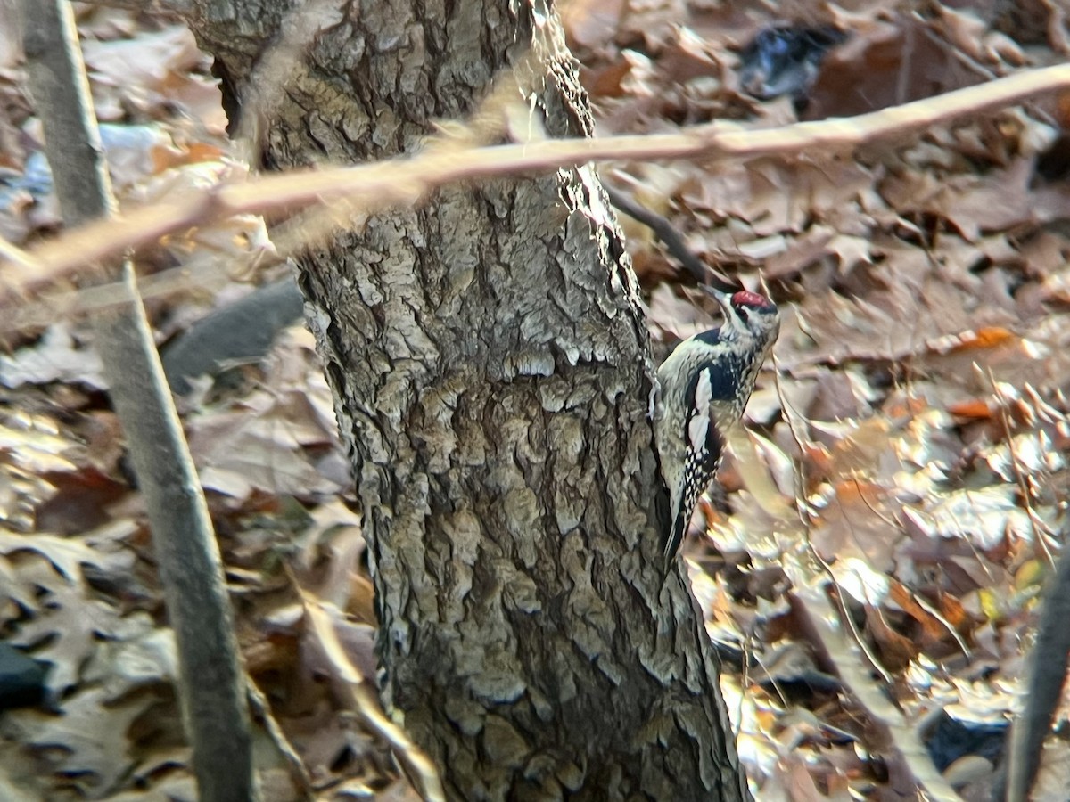 Дятел-смоктун жовточеревий - ML646754235