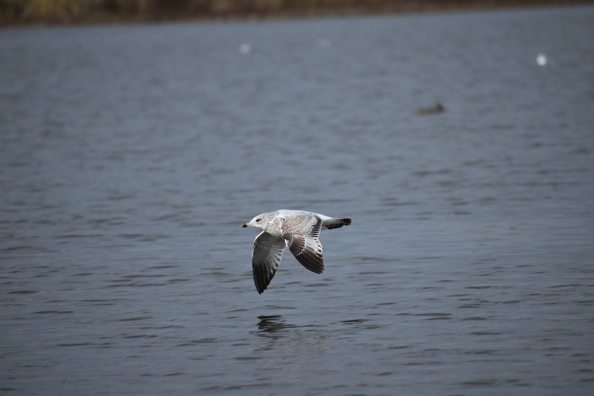 Delawareko kaioa - ML646754237