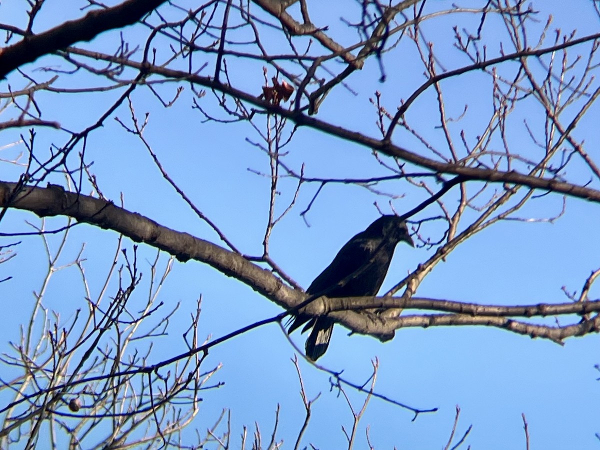 Ворона американська - ML646754240