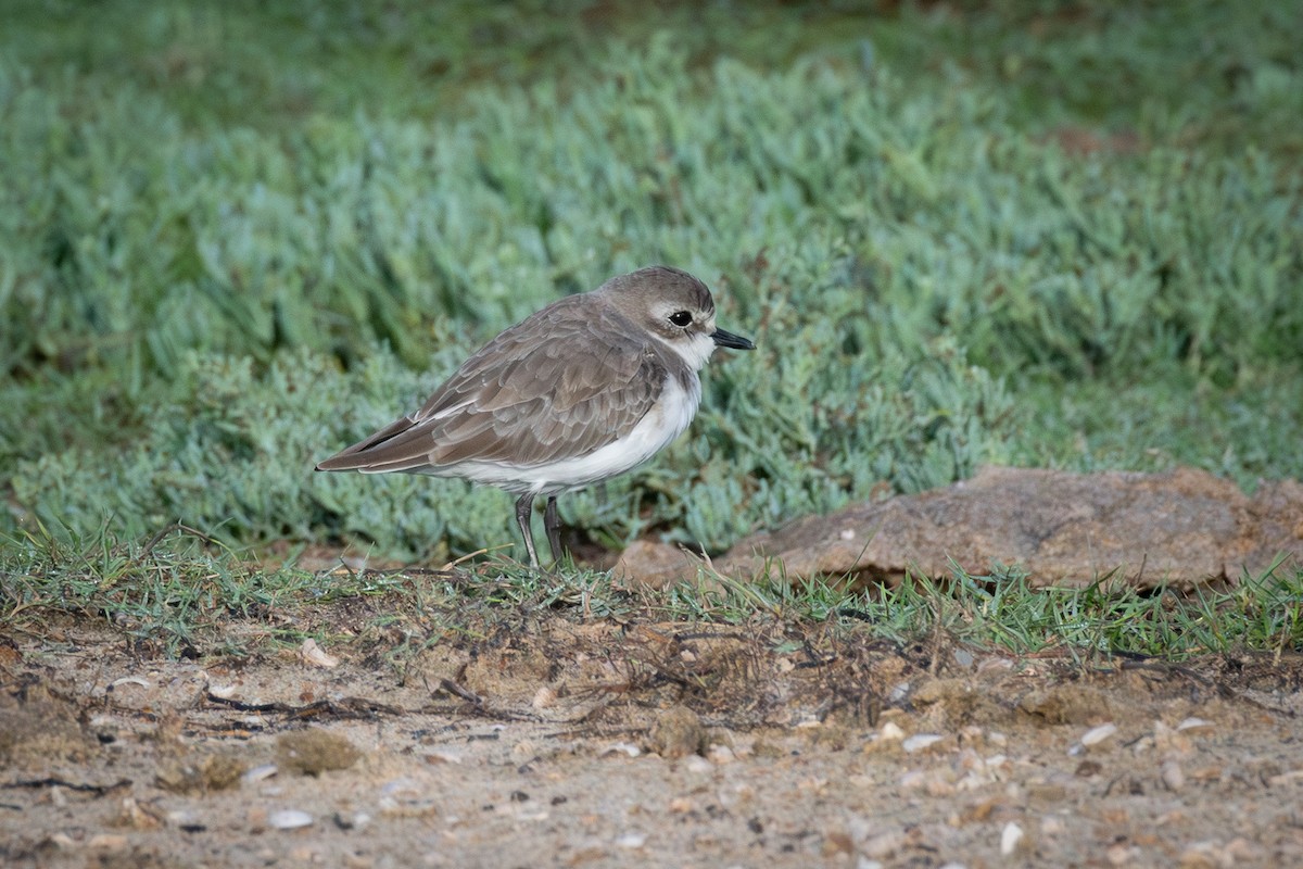 Pluvier à collier interrompu - ML646754241