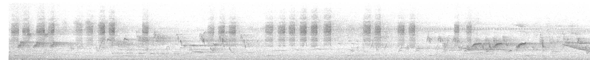 White-browed Scrubwren (White-browed) - ML646754242