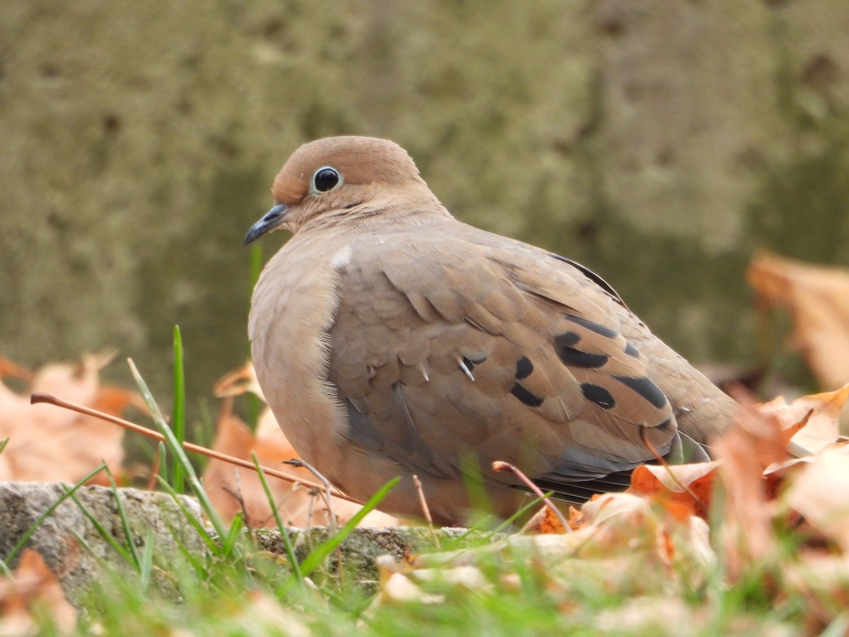 Mourning Dove - ML646754243