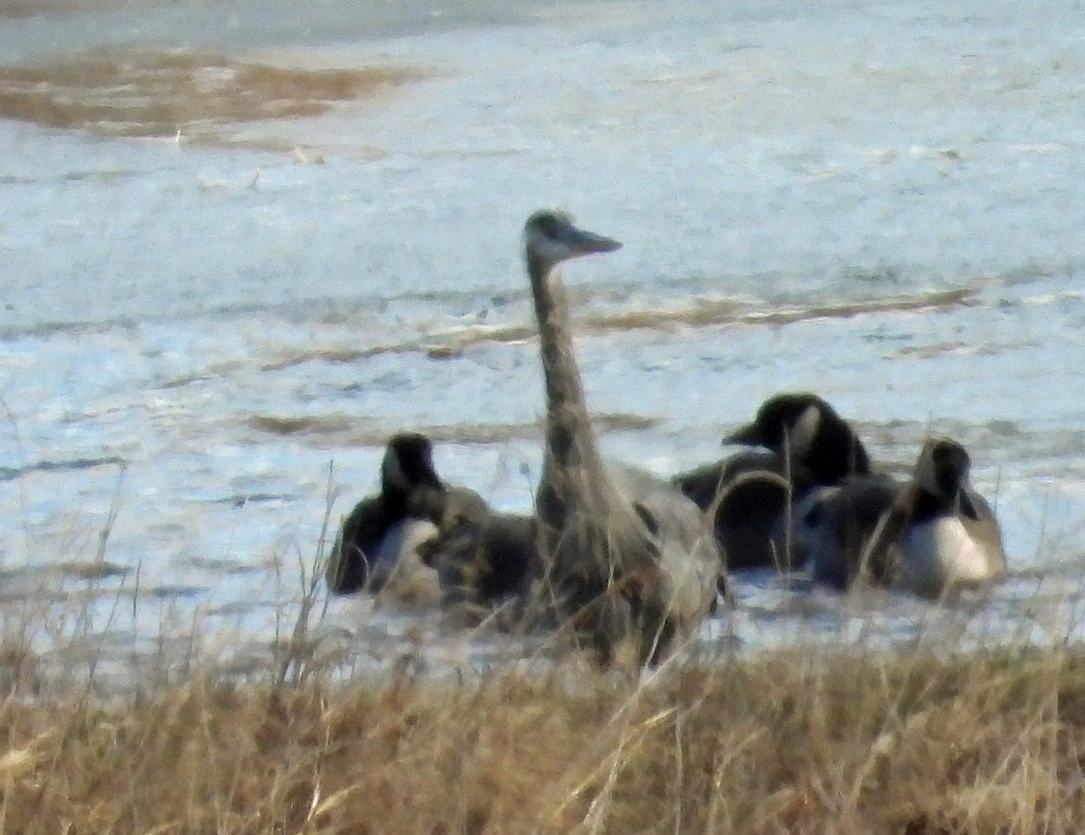 Great Blue Heron (Great Blue) - ML646754244