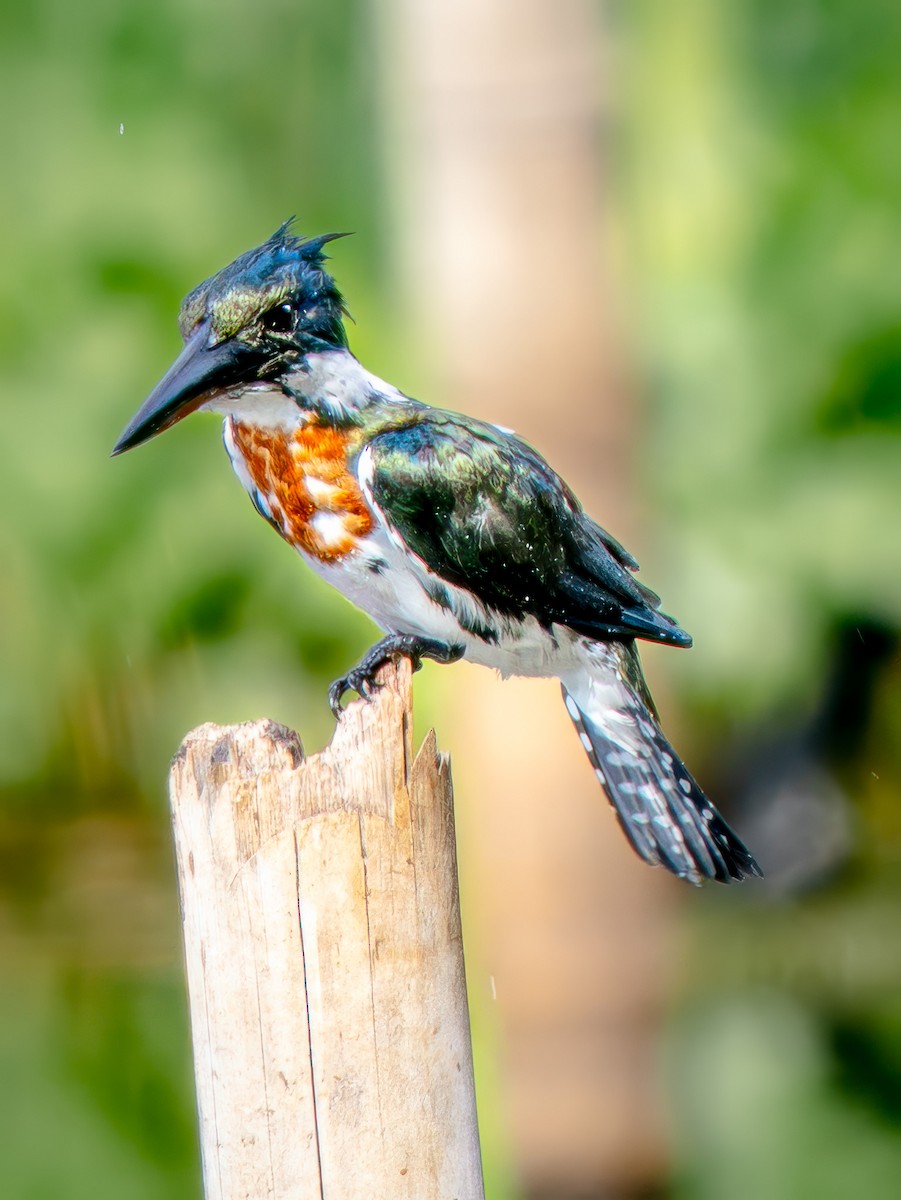 Amazon Kingfisher - ML646754245