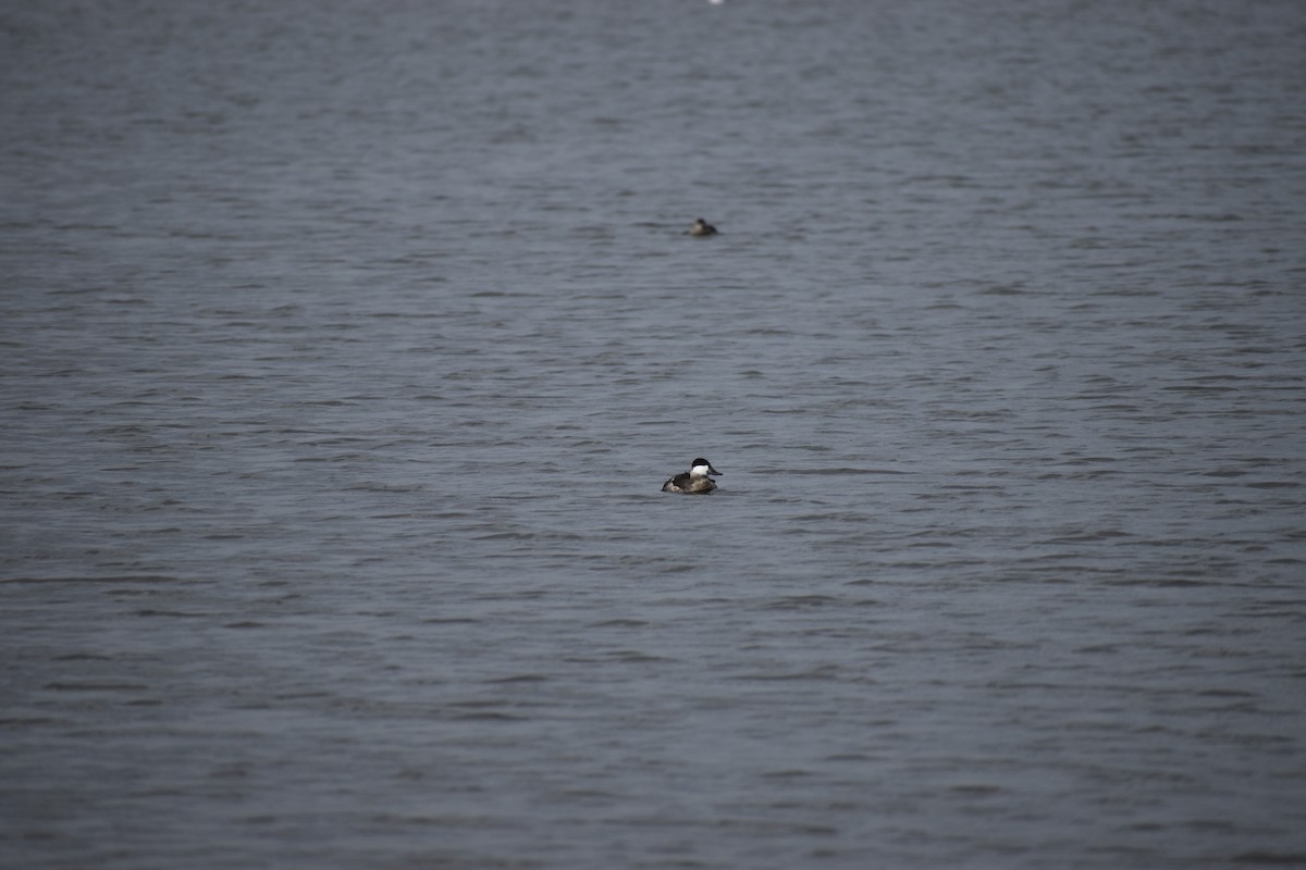 Ahate herdoiltsua - ML646754246