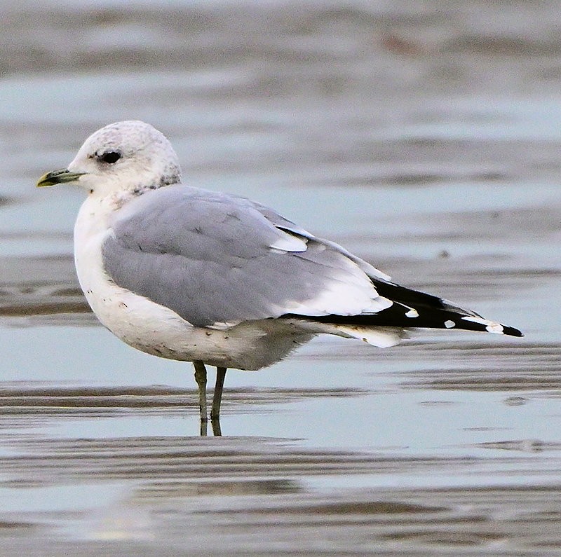 Common Gull - ML646754247
