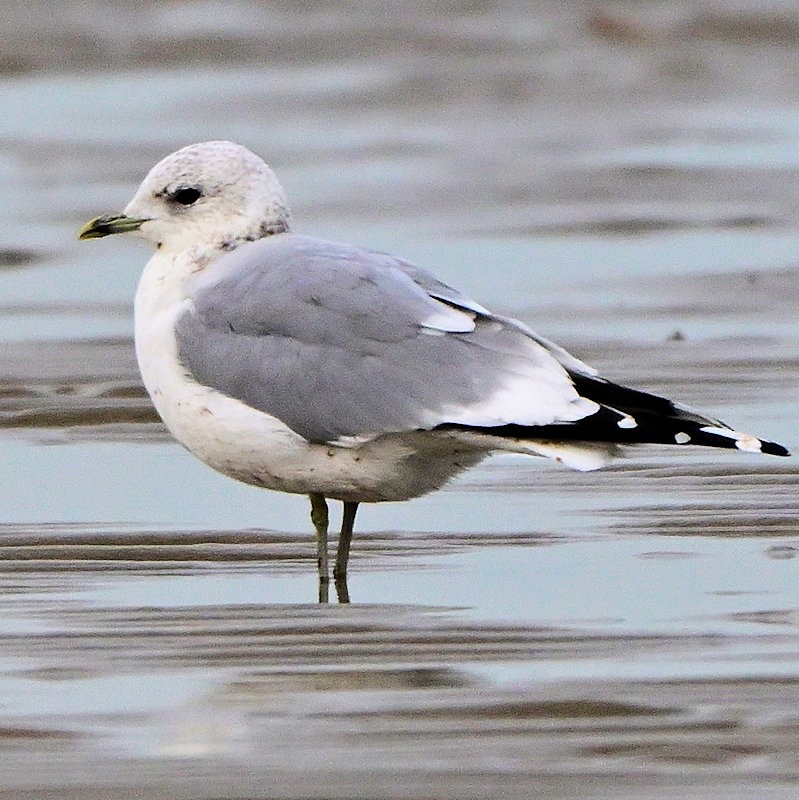 Common Gull - ML646754248