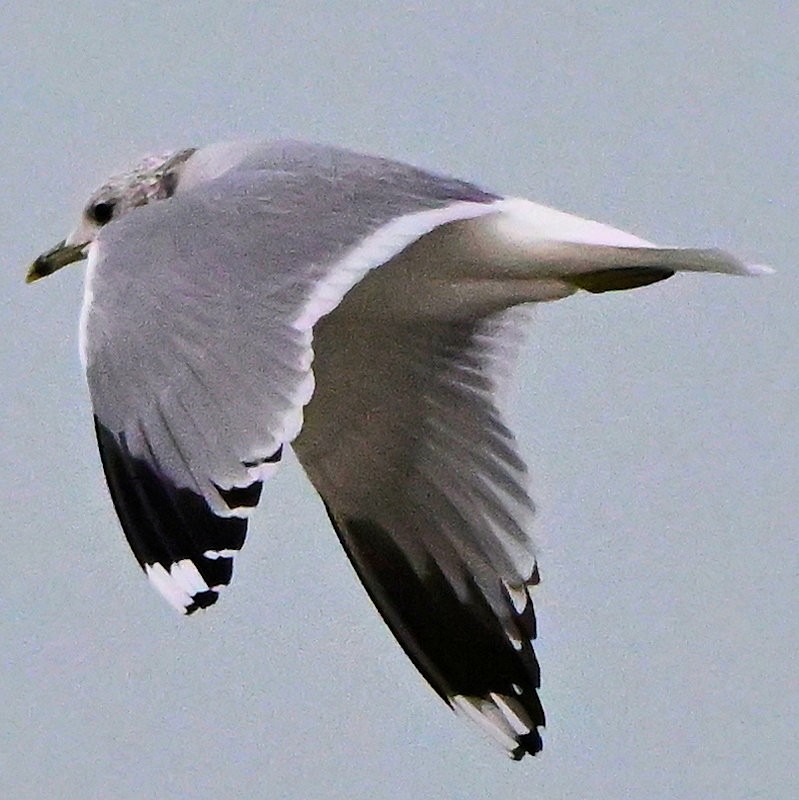 Common Gull - ML646754249