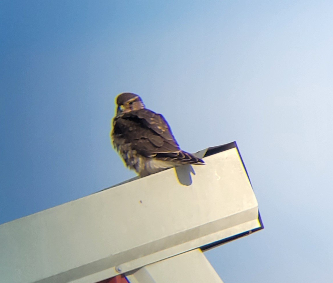 Дербник - ML646754251