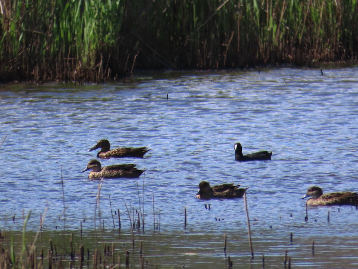 Gray Teal - ML646754253